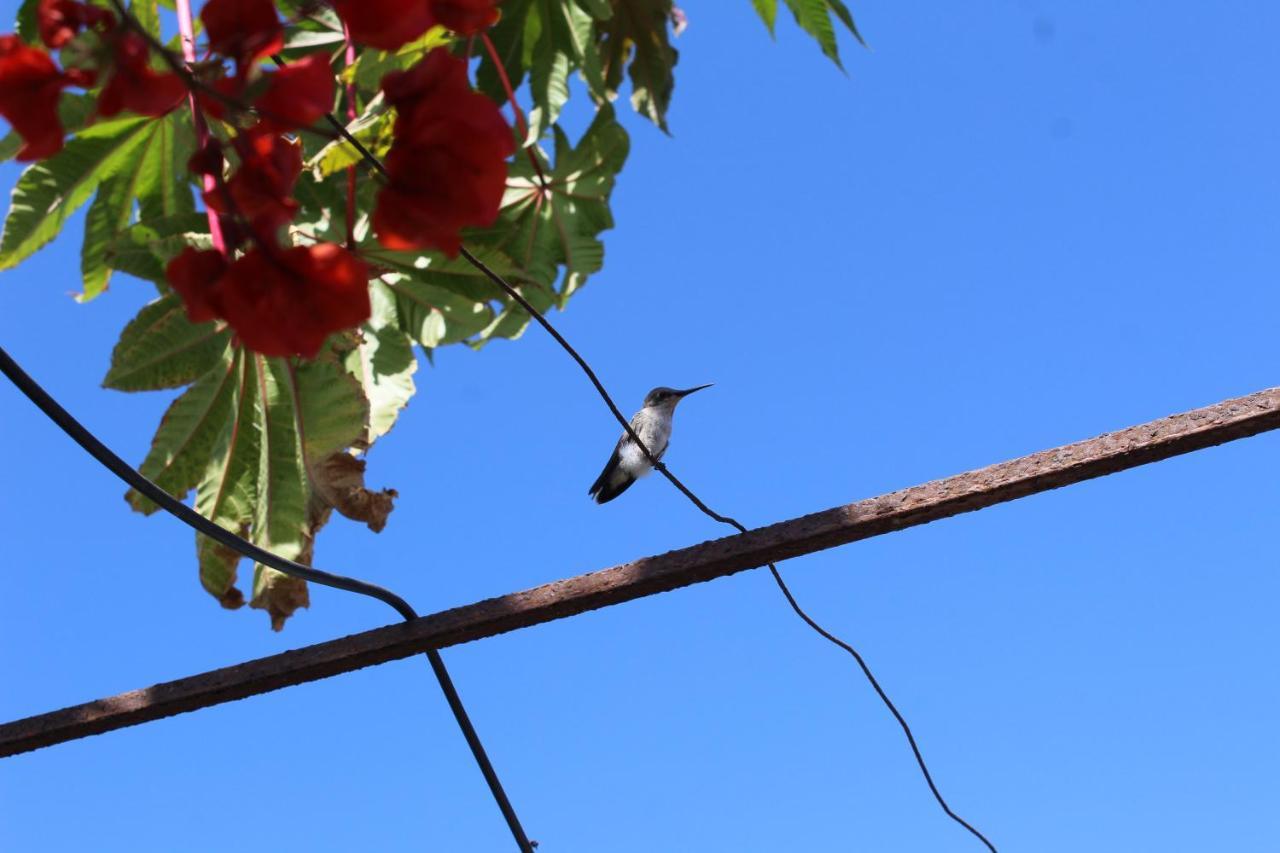 Hostel La Posada Gallo Arica Dış mekan fotoğraf